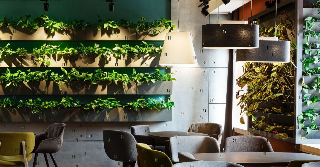 Indoor plants ideas for restaurant