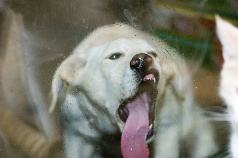 image of dog slicking a sliding glass door